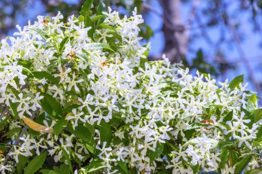 Trachelospermum Jasminoides Pinterest üzerinde