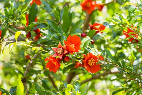 Floração árvore romã selvagem Punica granatum — Fotografia de Stock