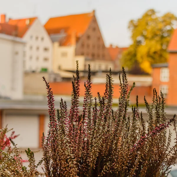 Balkon büyüyen heather, kentin çatıları ve evler görüntülemek
