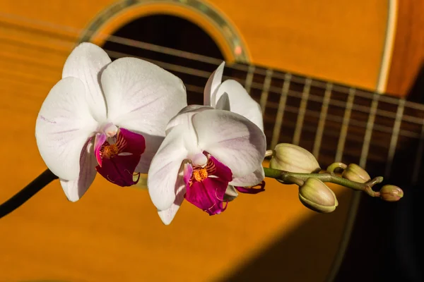 Orkide cins Stadyumu arka plan bir gitar