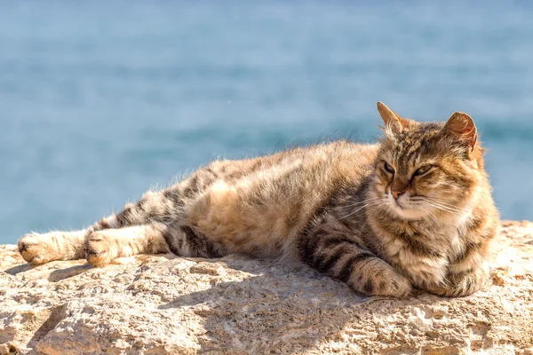 Cat by the sea Stock Picture