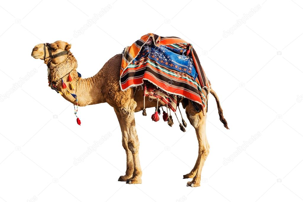 Camel in a colorful horse-cloth