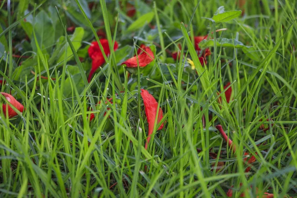 红色的花瓣，绿色的草地上 — 图库照片