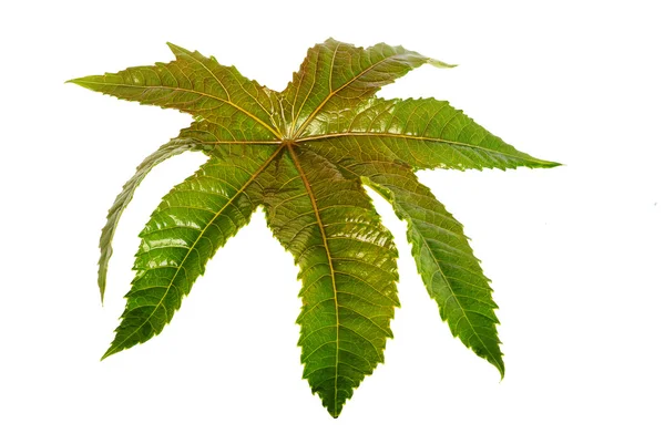 Beyaz arkaplanda yeşil yaprak