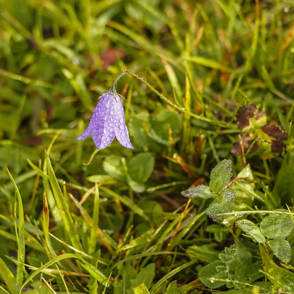 Avusturyalı köyün Dağı'nın eteklerinde sakin bir köşe