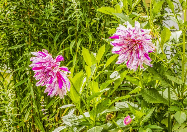 Funda pembe dahlia