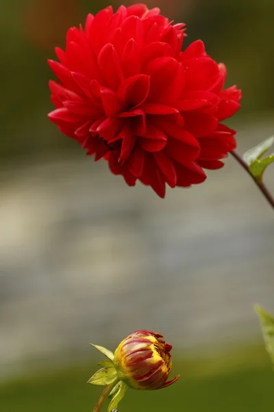 Çiçekler kırmızı dahlias tomurcuk ile