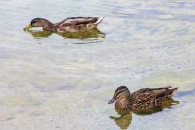 Ördekler açık yüzmek