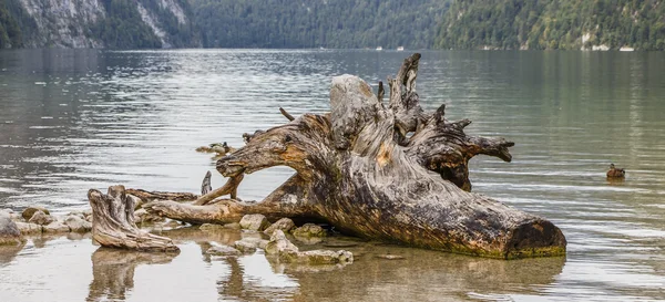 Göl Konigssee ağacının kökü
