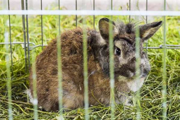Tavşan Kafes içinde