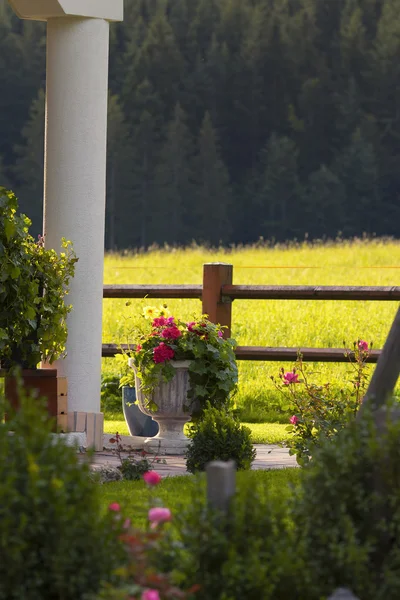 Pot çiçekli tarafından sabah ışık yaktı