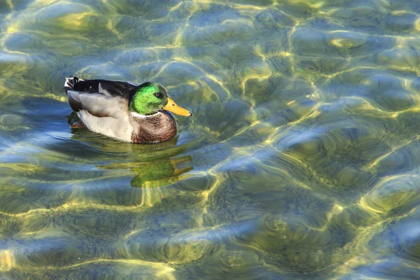 O pato-reais na água — Fotografia de Stock
