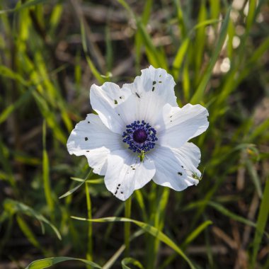 Beyaz anemon çiçeği