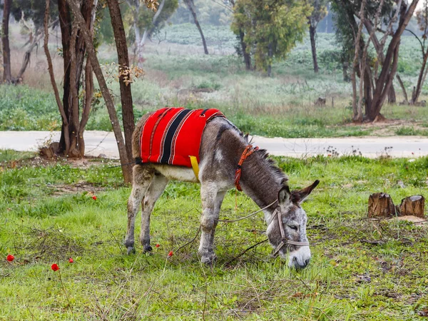 Yeşil çayır üzerinde otlatma bir eşek