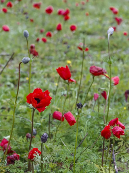Kırmızı şakayık tarlası