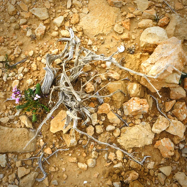 Negev Çölü ve kurutulmuş çiçekli bitkiler yakınındaki