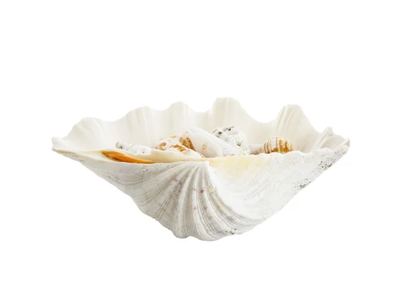 Büyük lavabo kabuklu deniz ürünleri