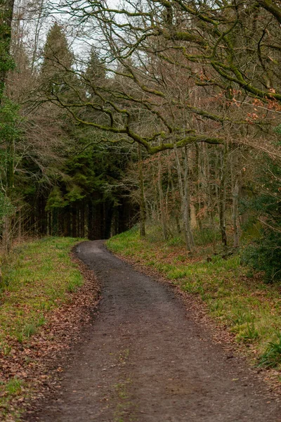 Caminho na floresta — Fotografia de Stock