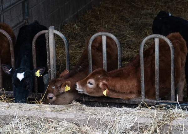 A baby calf leans towards the baby cow next to him as if whispering into her ear. Baby cows feedng in a farm barn building.