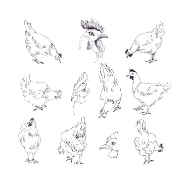 tavuk vektör ayarla