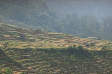 Akşam pirinç tarlası