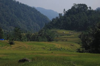 Akşam pirinç tarlası