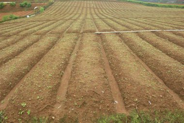 Güzel ve eşsiz çiftlik alanı deseni 