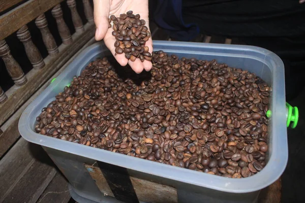 Zdjęcie Jest Zdjęcie Robusta Ziarna Kawy Typowe Dla Pekalongan Jawa — Zdjęcie stockowe