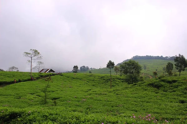 Krásná Země Zelený Zahradní Čaj — Stock fotografie