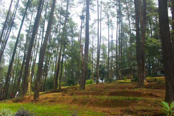 Hermoso Bosque Pino Vista Aire Libre — Foto de Stock