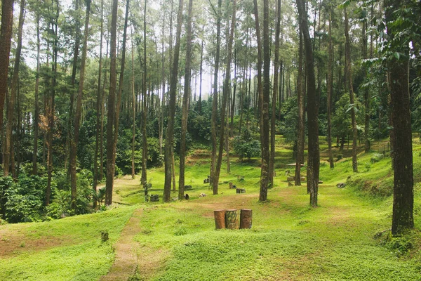 Children Games Pine Forest — Stock Photo, Image