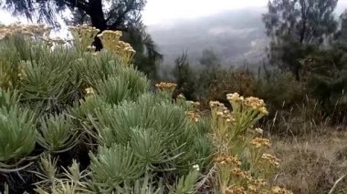 Edelweiss çiçekleri Arjuna Welirang Dağı, Doğu Java Eyaleti, Endonezya