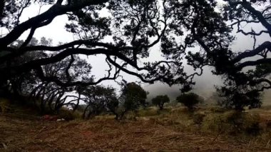 Arjuna Welirang Dağı 'nda dramatik bir atmosfer yaratan düşen sis ve ağaç siluetlerinin videosu. Doğu Java Eyaleti, Endonezya