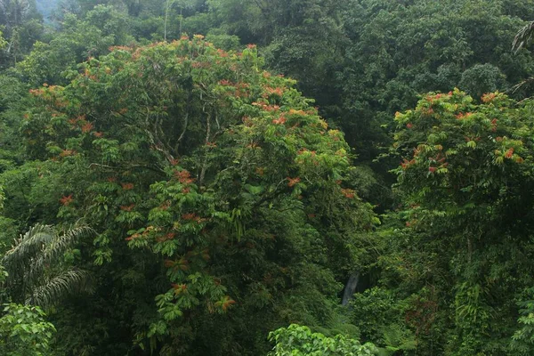 Beautifultrees Tropical Jungle Island Java Indonesia — Stock Photo, Image