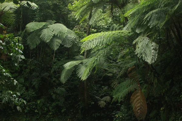 Endonezya Nın Java Adasının Tropikal Ormanında Güzel Eğreltiotu Ağaçları — Stok fotoğraf