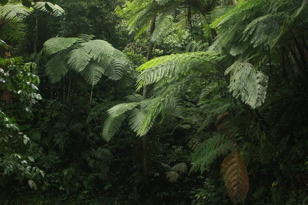 Beautiful Fern Trees Tropical Jungle Island Java Indonesia — Stock Photo, Image