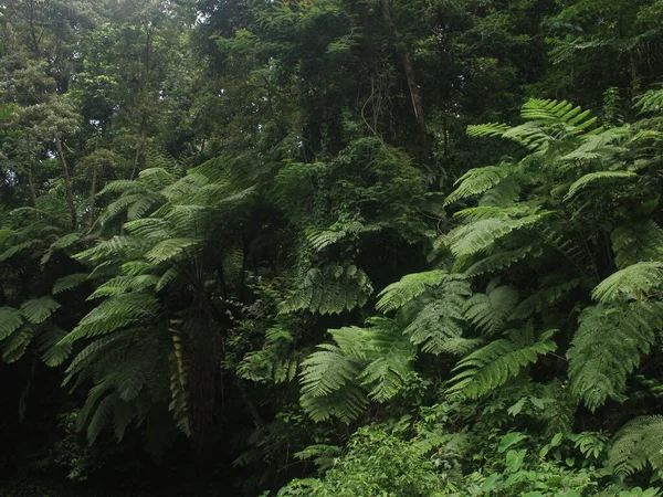 Beautiful Fern Trees Tropical Jungle Island Java Indonesia — Stock Photo, Image