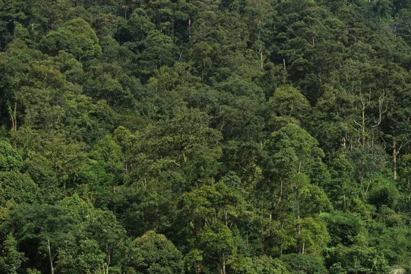 Beautifultrees Tropical Jungle Island Java Indonesia — Stock Photo, Image