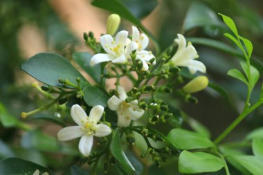 Güzel ormandaki beyaz çiçek