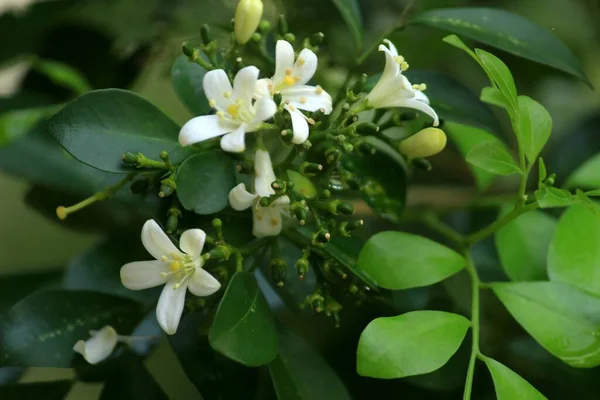 Fiore Bianco Bella Foresta — Foto Stock