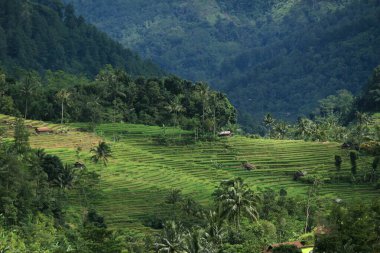 Pirinç tarlalarının ve ormanların güzel doğal izleyicileri 