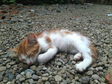 Yavru kedi, dışarıda rahatla.