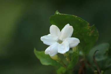 Güzel beyaz yasemin çiçeklerinde çiy taneleri