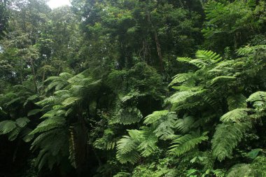 Endonezya 'nın Java adasının tropikal ormanında güzel eğreltiotu ağaçları
