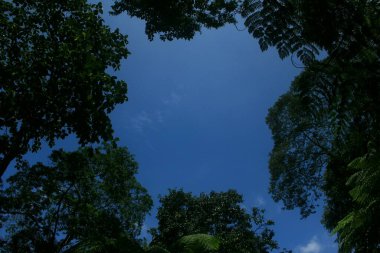 Mavi gökyüzü ve güzel ağaç gölgesi 