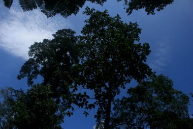 Mavi gökyüzü ve güzel ağaç gölgesi 