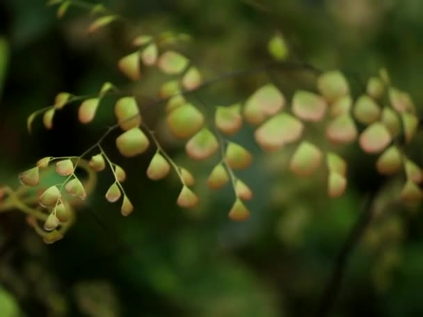 Dramatische Groene Bladeren Duisternis Van Het Bos — Stockvideo