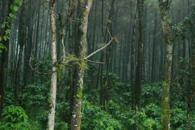 Unutulmaz ve romantik doğal manzara fotoğrafları için güzel ve dramatik tropikal orman alanı.