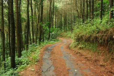Unutulmaz ve romantik doğal manzara fotoğrafları için güzel ve dramatik tropikal orman alanı.