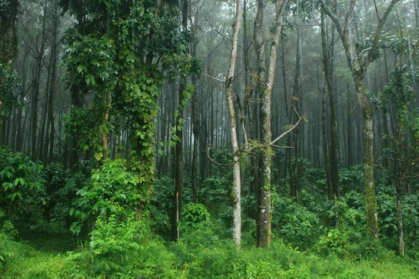 Área Floresta Tropical Bonita Dramática Para Fotos Paisagens Naturais Memoráveis — Fotografia de Stock